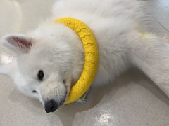 -共舞时光猫咖·狗咖(新街口店)