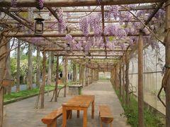 -前小桔亲子创意农场·草莓采摘·露营烧烤