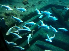 -广东省拱北口岸中国旅行社(华宾营业部)