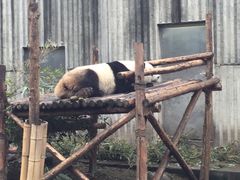 -成都大熊猫繁育研究基地