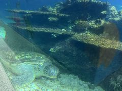 -海棠湾洲际-涛·海底餐厅·美人鱼·自助餐·海底隧道