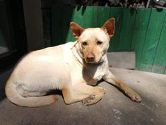 -Cactus墨西哥仙人掌餐厅