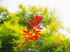-拜将坛