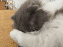 -李小姐の猫咖啡馆(五角场店)