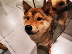 -柴务处·柴犬主题狗咖