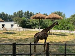 -北京野生动物园