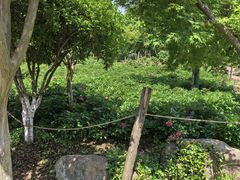 -采石矶景区