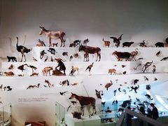 -墨尔本博物馆(Melbourne Museum)