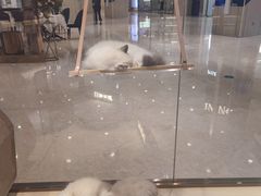 -momokira米努特·德文卷毛猫·棉花面纱犬