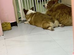 -我爱猫咪·猫咖·狗咖·安哥拉兔·羊驼咖(小寨华旗店)
