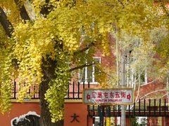-三里屯东五街银杏大道