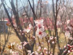 -北京凤凰岭