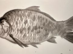 -三只耳冷锅鱼火锅(玉林店)