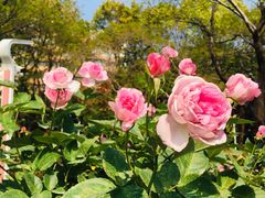 -人民公园(罗湖区)