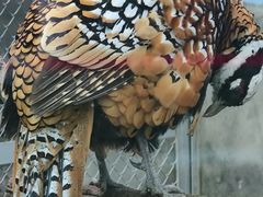 -青藏高原野生动物园