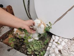 -喵屿·大理花园猫咖