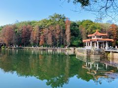 -深圳仙湖植物园