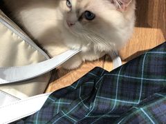 -瞄一喵猫咖(格力海岸店)