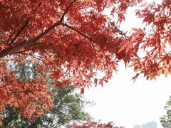 -青枫公园