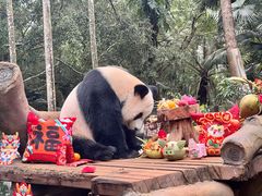 -海南热带野生动植物园