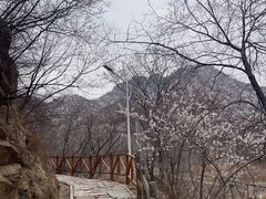 -大岭沟猕猴桃谷风景区