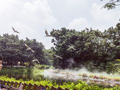 -广州长隆飞鸟乐园