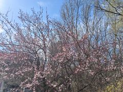 -黑龙江省森林植物园