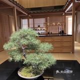 一家入了日本杂志推荐的花菖蒲