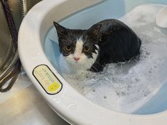 -PETKIT小佩宠物·低压洗护(国顺东路店)