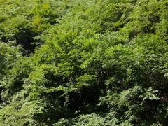 -咸阳湖景区-古渡公园