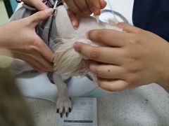 -天宠宠物医院24小时·急重症诊疗中心·全科·腔镜特色(和平分院)