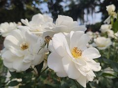 -人民公园(罗湖区)