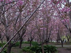 -长白岛森林公园