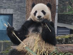 -都江堰中华大熊猫苑