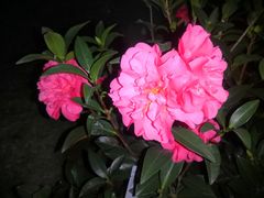 -深圳国际园林花卉博览园