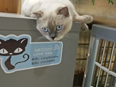 -藏猫猫咖啡主题馆(中央大道店)