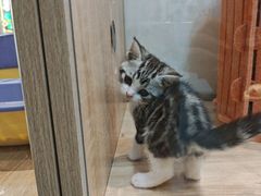 -BABIT巴比特宠物(MOMOPARK店)