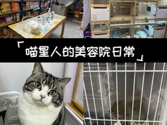 -山宅一喵德文卷毛猫舍