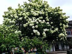 -得意楼蒸菜馆