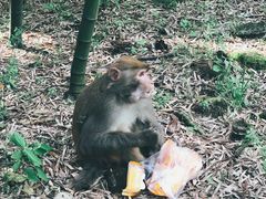 -重庆雨台山风景区