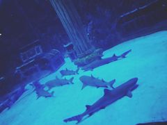 -芜湖新华联大白鲸海洋公园