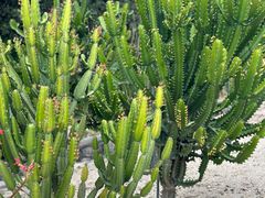 -深圳仙湖植物园