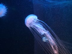 -梦幻海洋王国(吾悦广场张家港店)