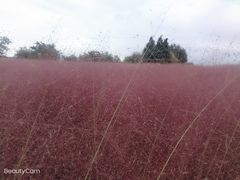 -羊亭河湿地公园