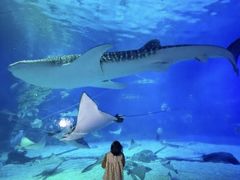 -烟台海昌鲸鲨海洋公园
