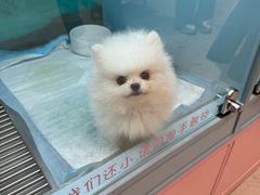 -FAELING PETS美天灵宠物(合生汇店)