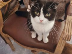 -猫小院猫主题餐厅(南锣旗舰店)