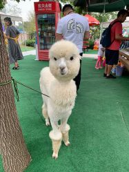 -萌宠亲子动物乐园(槐房万达店)