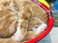 -平行世界·猫咖(首经贸店)