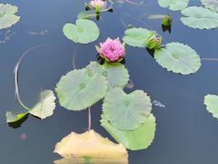 -国家植物园南园